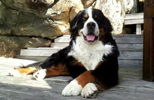 Rabalder 2 år