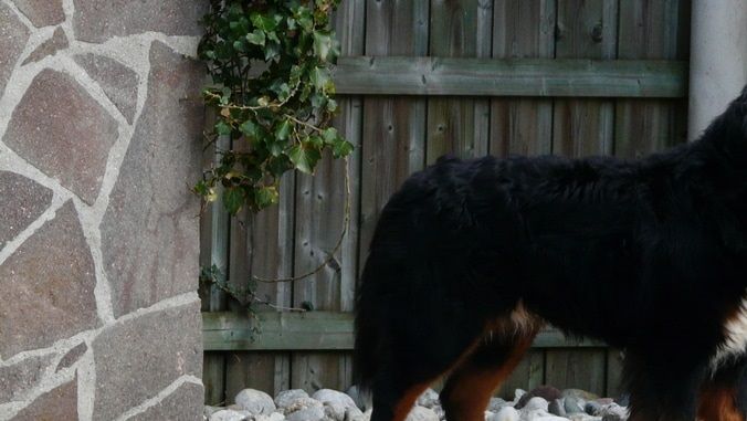 Buddy Buddy 5 år gammel, bor i Østerrike, kennel vom Unterinntal