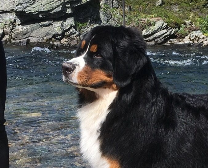 Nilsi 1 år