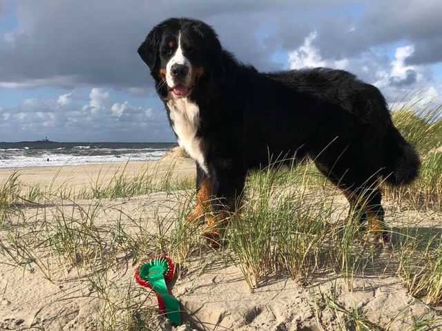 NUCH Berner-Leiren’s Billy