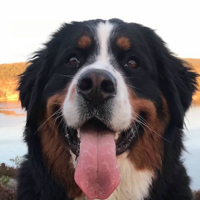 Inka ca 1 år