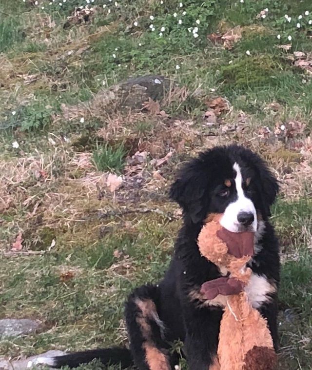 Swissmade Hugo (Bruno)