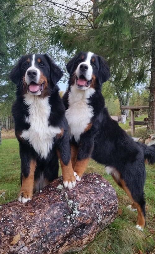 Phoebe og Oliver 7 mnd
