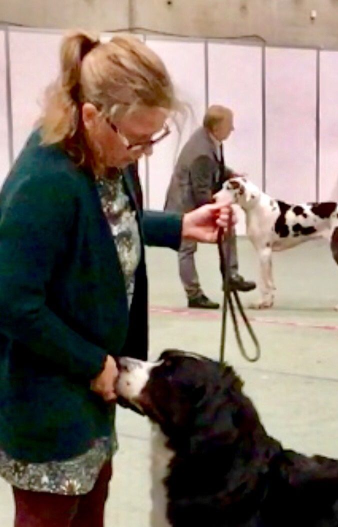 Bliss 4 år
Dogs4all 2018, 3. BTK ❤️