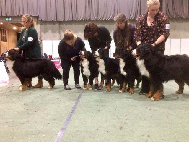 Qurt med avlsklasse på Dogs4all 2018. Nr 1/1 med HP
Qurt med Bliss, Gyda, Qeina og Zappa