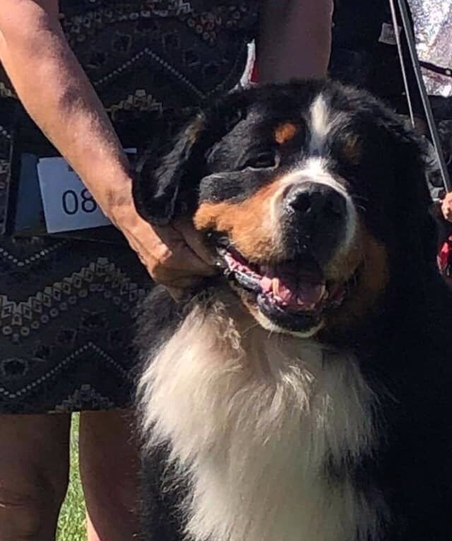 Ozzy, ny Dansk Veteranchampion- DK VECH