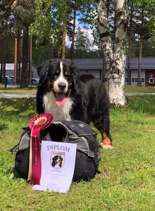 Qurt gjennomførte kløvmerke i gull med glans 🤩
