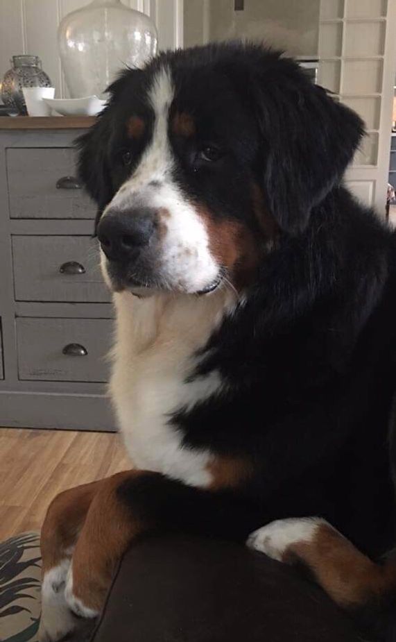 Barbro 1 år ❤️
