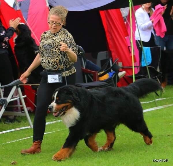 Ozzy i langer ut i flott trav i Vejen 2019, hvor han på 3 dager ble Dansk Veteranchampion. Foto: Lis Gøtche Østergaard