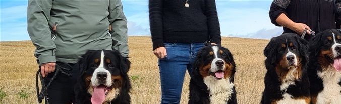 Hugo, Xaga, Fantine, Prim, Xandy, Walter og Mina klare for røntgen 21.09.2021