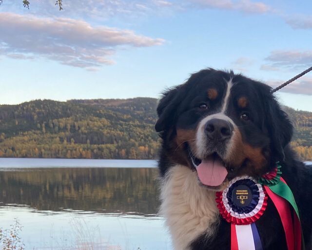 Prim, NUCH, 2 år gammel